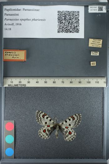 Media type: image;   Entomology 174675